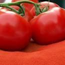 Vente de tomate sec