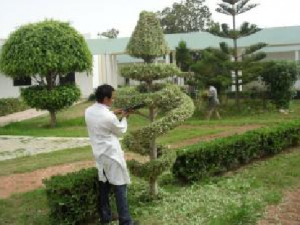 Travaux de jardinage et entretien des espaces vertes