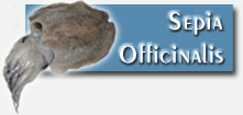Congélation et surgélation de poissons et fruits de mer, Seiche, Sepia Officinalis