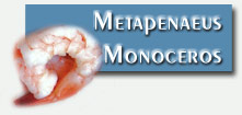 Congélation et surgélation de poissons et fruits de mer, Crevette Blanche, Metapenaeus Monoceros
