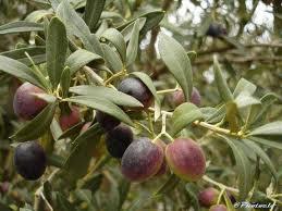 Bja : Augmentation de la production des olives estime  40pc 