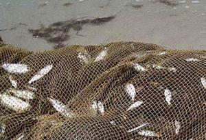  Appel pour plus de rigueur dans l'application des lois en vue de prserver les richesses halieutiques 